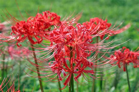 彼岸花 日文|彼岸花の花言葉（誕生花、英語、季節） 